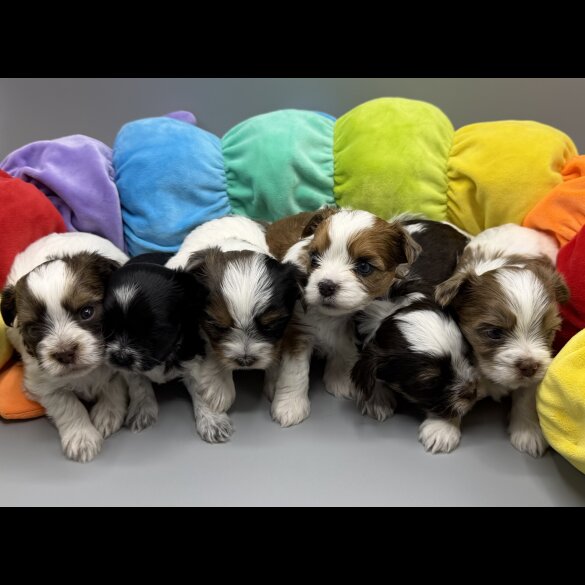 Yorkshire Terrier - Both