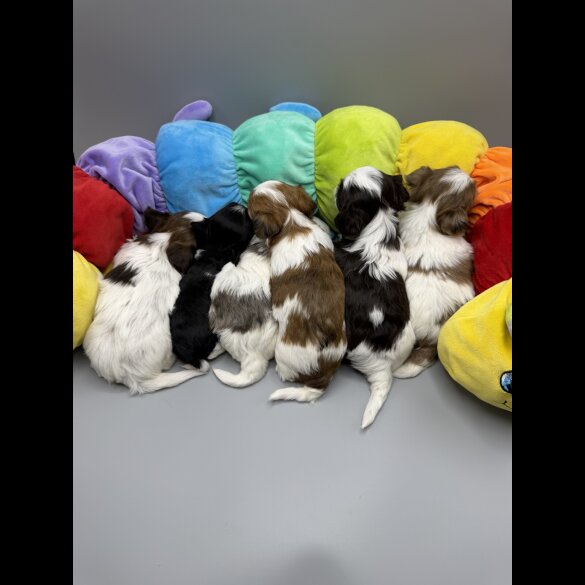 Yorkshire Terrier - Both