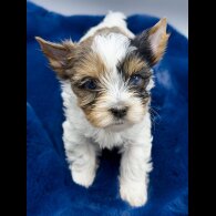 Yorkshire Terrier - Both