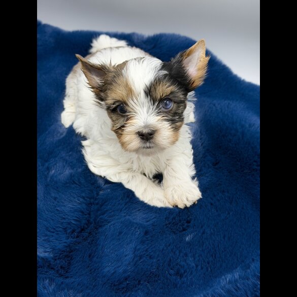 Yorkshire Terrier - Both