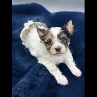 Yorkshire Terrier - Both