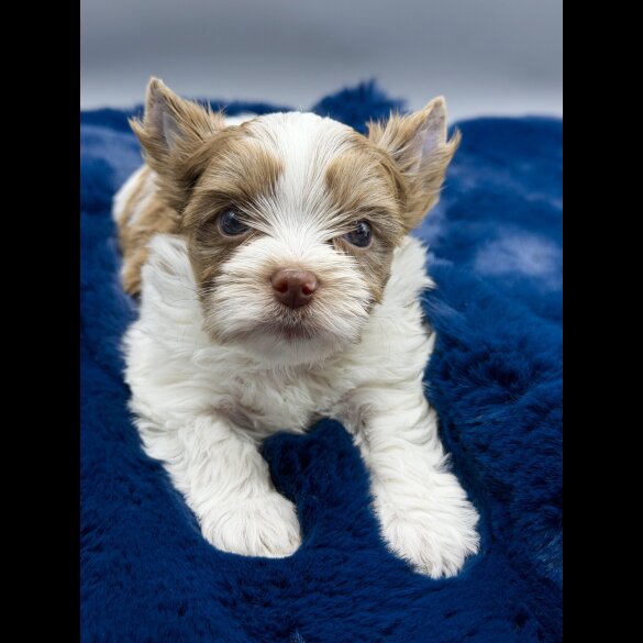 Yorkshire Terrier - Both