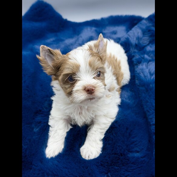 Yorkshire Terrier - Both