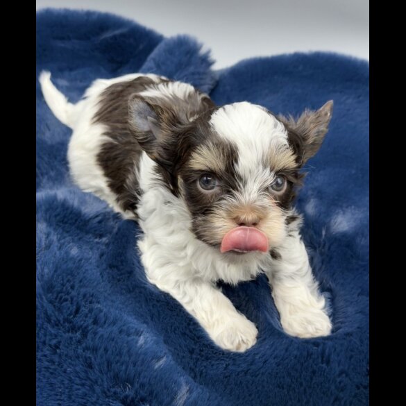 Yorkshire Terrier - Both