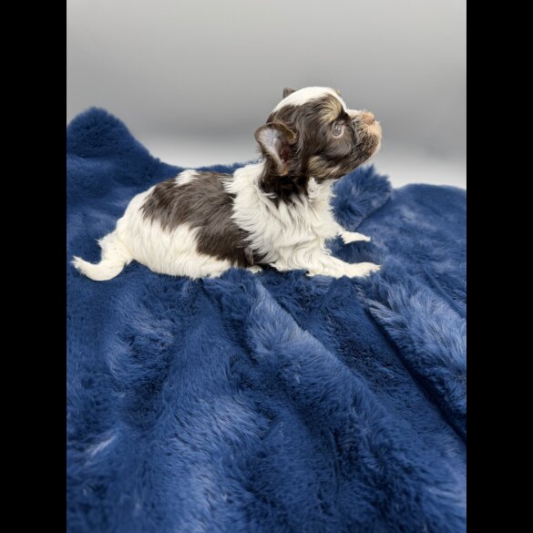 Yorkshire Terrier - Both