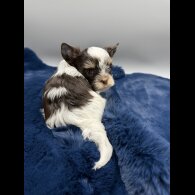 Yorkshire Terrier - Both