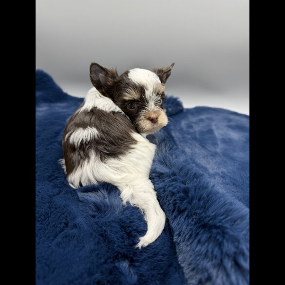 Yorkshire Terrier - Both