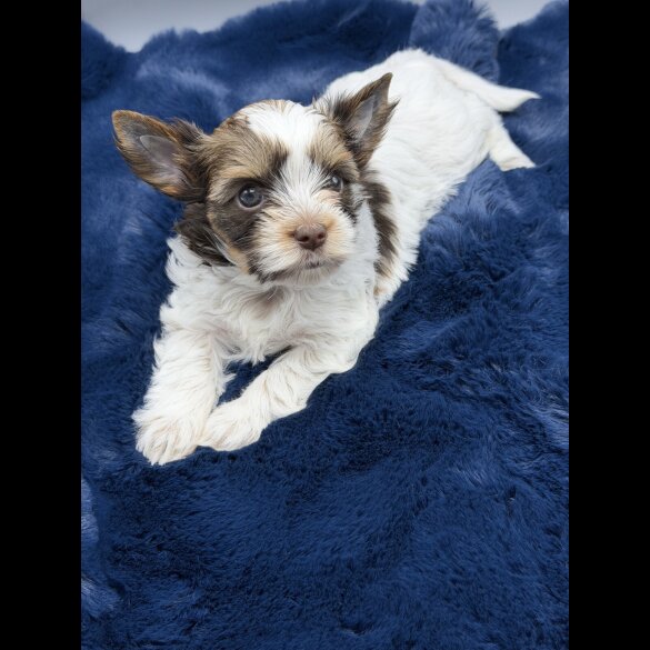 Yorkshire Terrier - Both