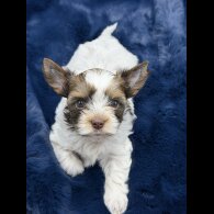 Yorkshire Terrier - Both