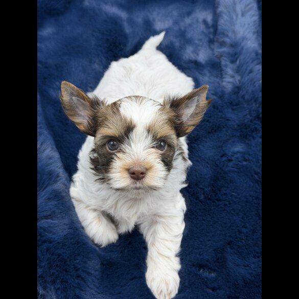 Yorkshire Terrier - Both