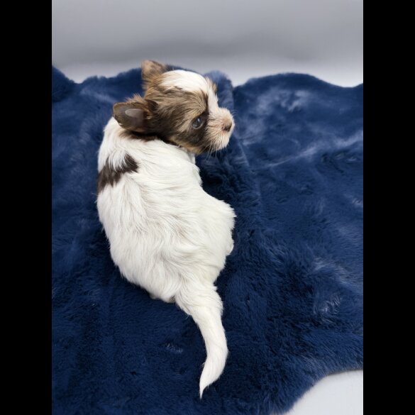 Yorkshire Terrier - Both