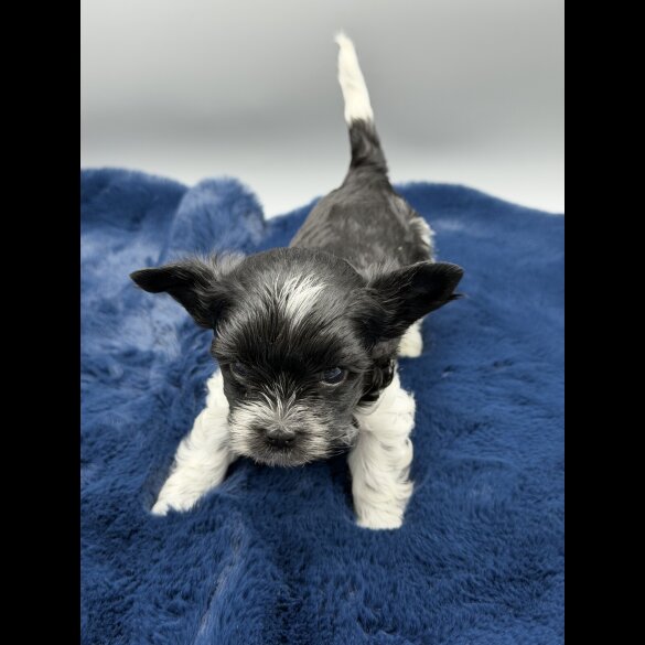 Yorkshire Terrier - Both