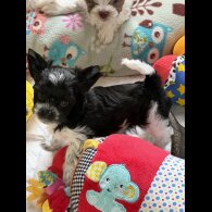 Yorkshire Terrier - Both