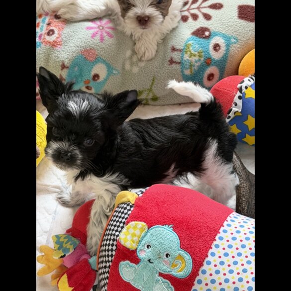 Yorkshire Terrier - Both