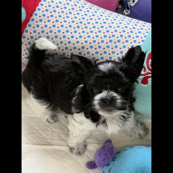 Yorkshire Terrier - Both