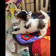 Yorkshire Terrier - Both