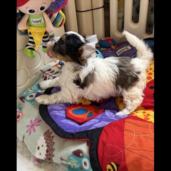 Yorkshire Terrier - Both