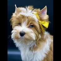 Yorkshire Terrier - Both