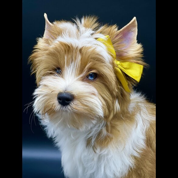 Yorkshire Terrier - Both