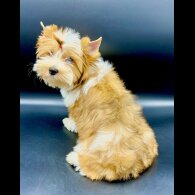 Yorkshire Terrier - Both