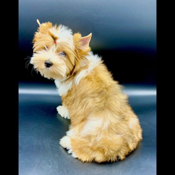 Yorkshire Terrier - Both