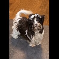 Yorkshire Terrier - Both