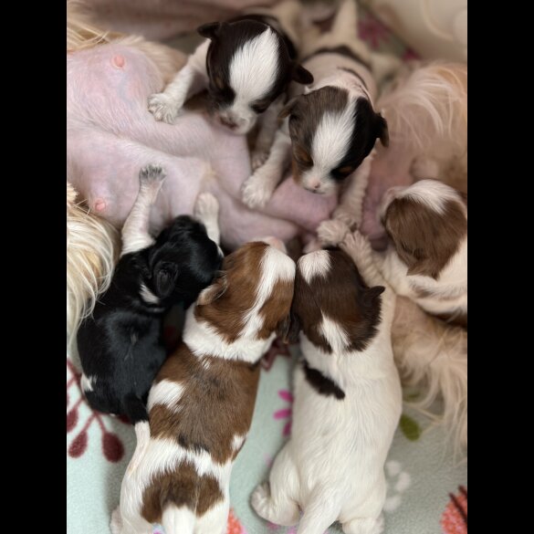 Yorkshire Terrier - Both