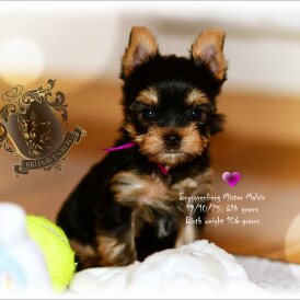 Yorkshire Terrier - Both