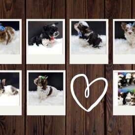 Yorkshire Terrier - Both