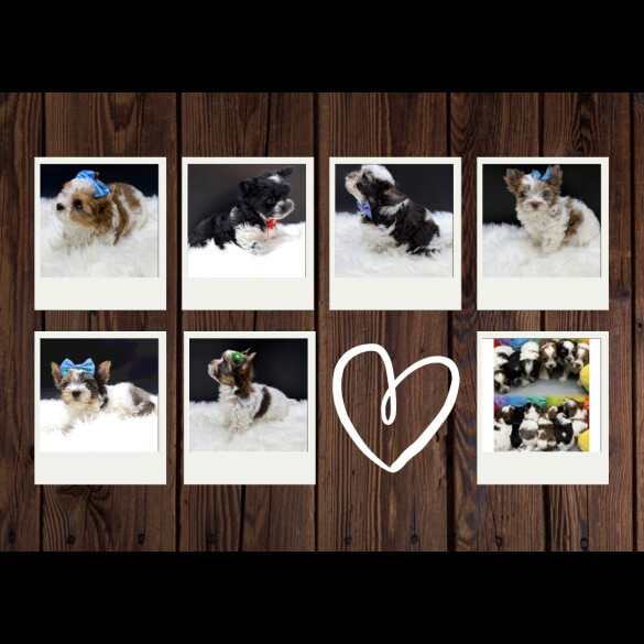 Yorkshire Terrier - Both