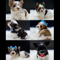 Yorkshire Terrier - Both