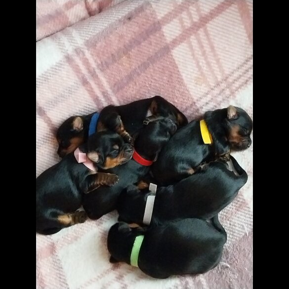 Yorkshire Terrier