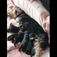 Yorkshire Terrier