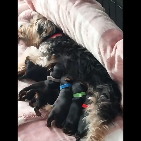 Yorkshire Terrier