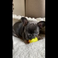French Bulldog