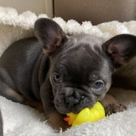French Bulldog