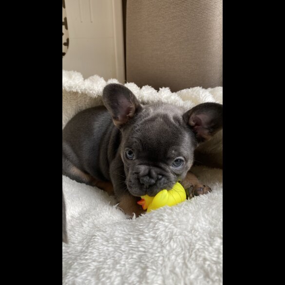 French Bulldog