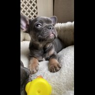 French Bulldog