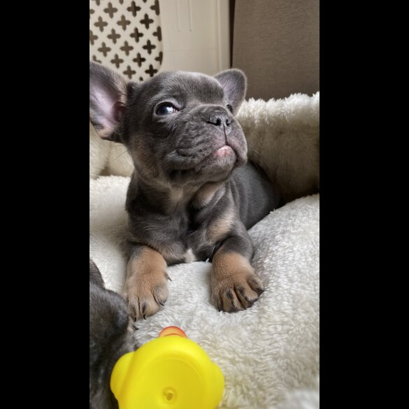 French Bulldog