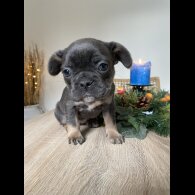 French Bulldog