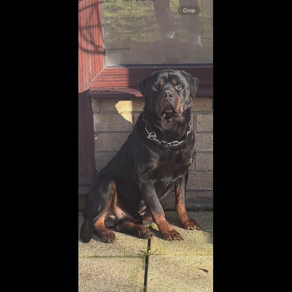 Rottweiler