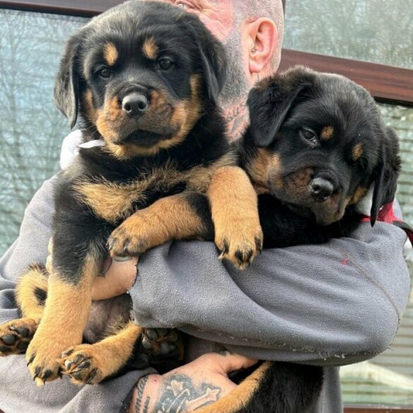 Rottweiler