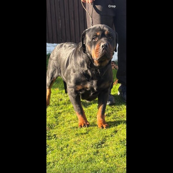 Rottweiler