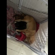 English Springer Spaniel