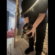 English Springer Spaniel