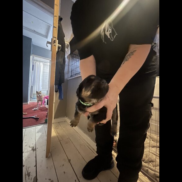 English Springer Spaniel