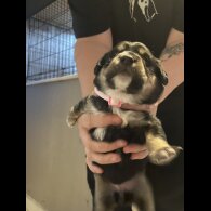 English Springer Spaniel