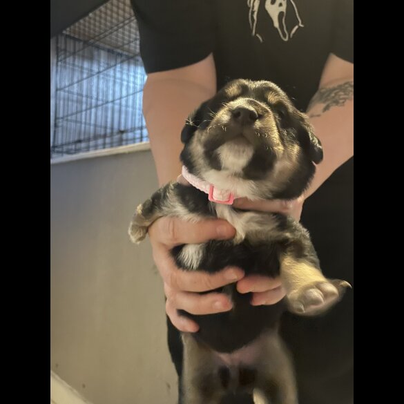 English Springer Spaniel