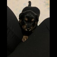 English Springer Spaniel