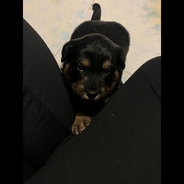 English Springer Spaniel